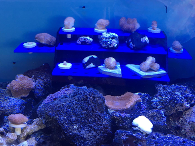 Corals after fragging