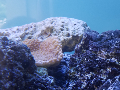 Coral in tank