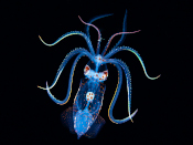 squid larva