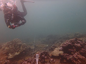 SeaSTARS Hilo Bay Dive