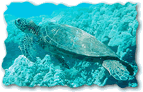 Sea turtle swimming